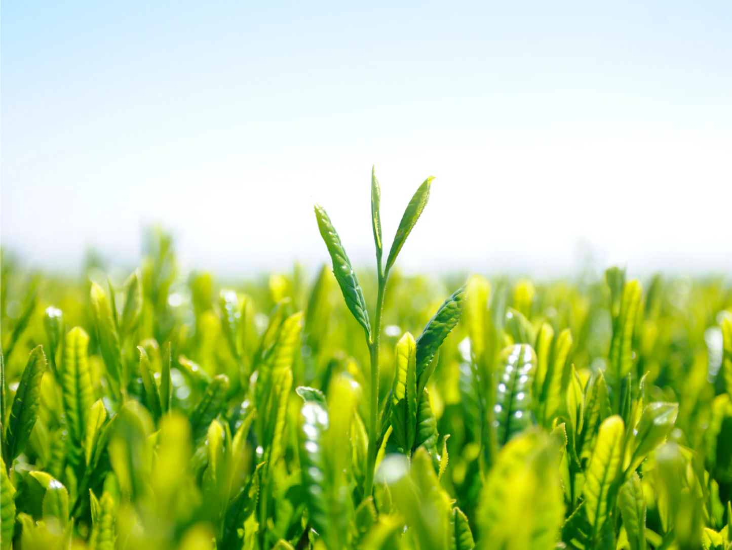 ボトリングティー  <br>華  樂  -KAGURA-  <br>375ml - GINZA TOKYO