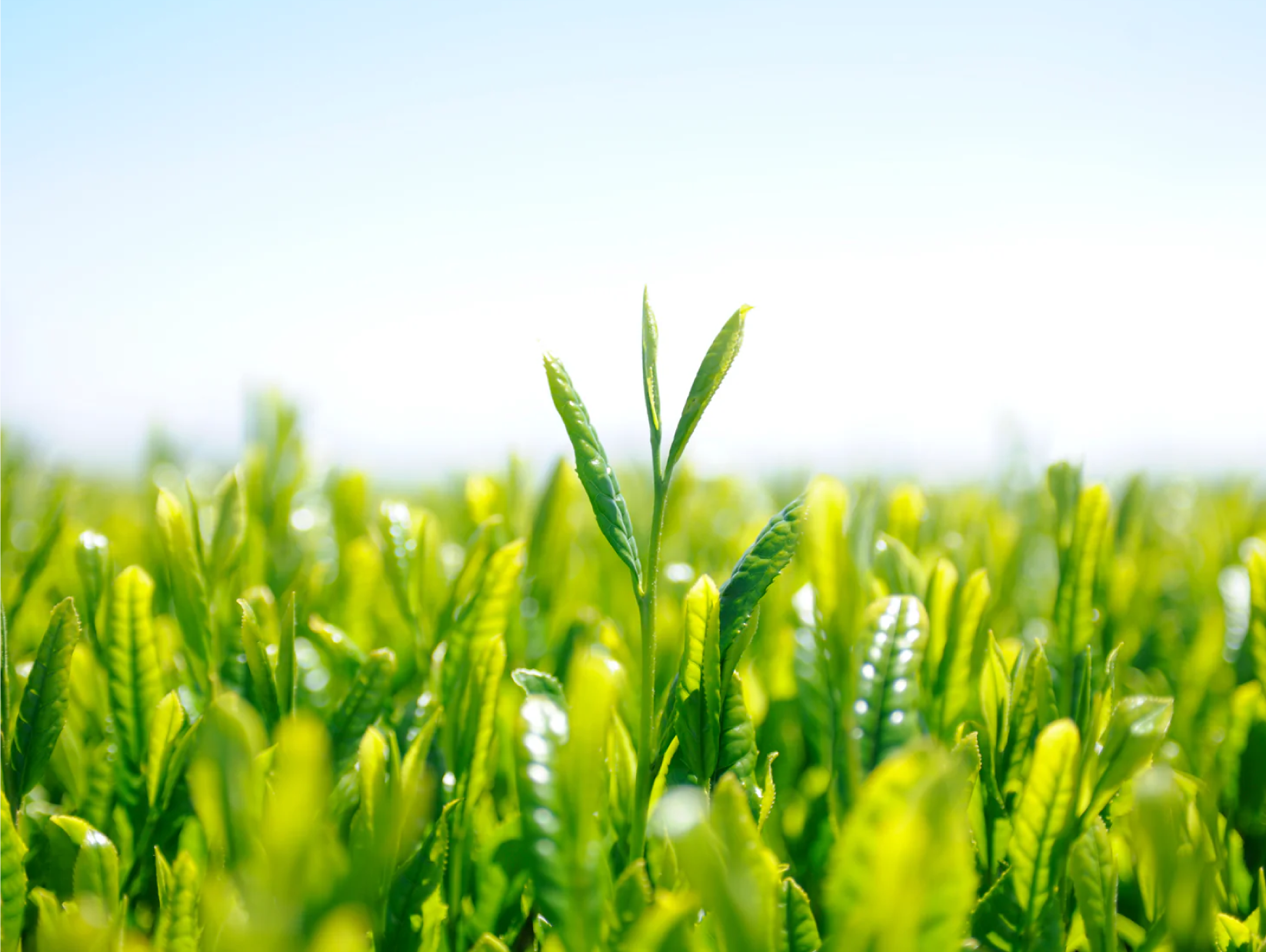 ボトリングティー  <br>華  樂  -KAGURA-  <br>375ml<br>贈答用杉箱仕様 - GINZA TOKYO